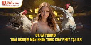 Đá Gà Thomo - Trải Nghiệm Mãn Nhãn Từng Giây Phút Tại J88