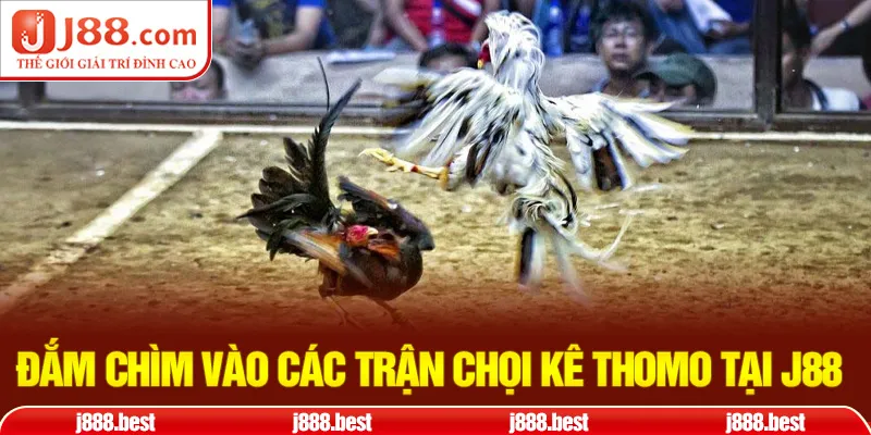 Đắm chìm vào các trận chọi kê Thomo tại J88 